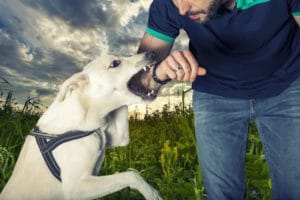 Large white dog bites down on man's forearm while jumping upward.