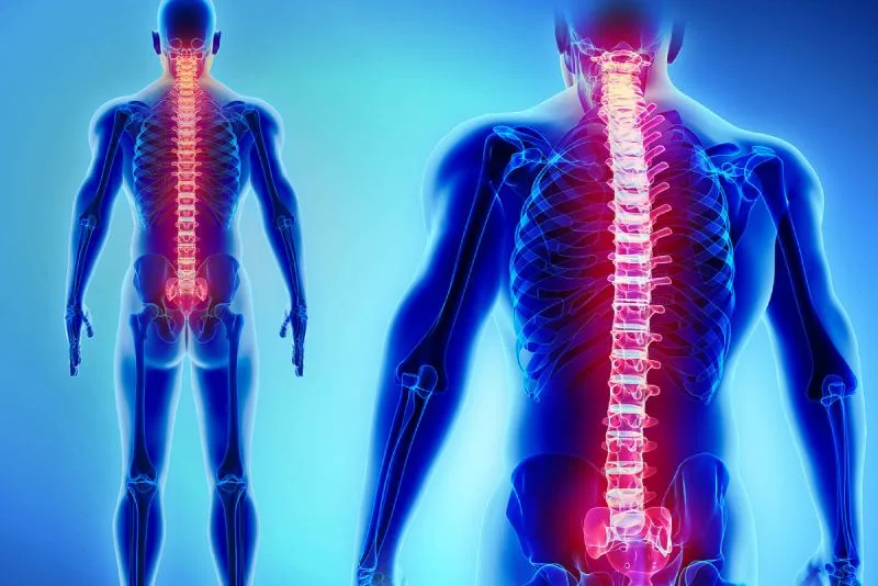 Color-coded graphic of spine and skeletal system for Barrix Law Firm in West Michigan.