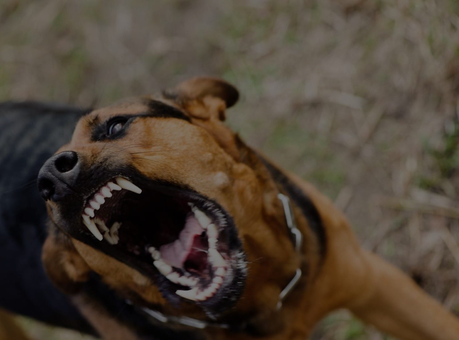 An aggressive dog in Grand Rapids bares its teeth.