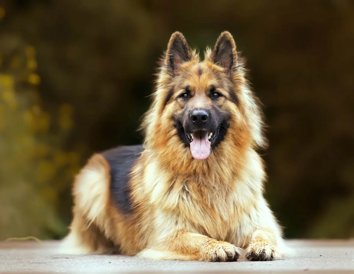 Dog Bites
