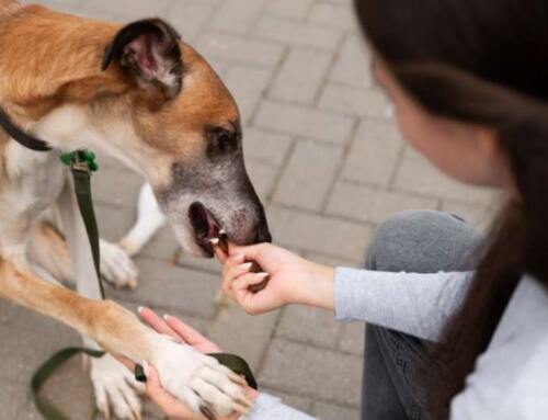 Understanding Dog Bite Laws in Michigan: A Comprehensive Guide