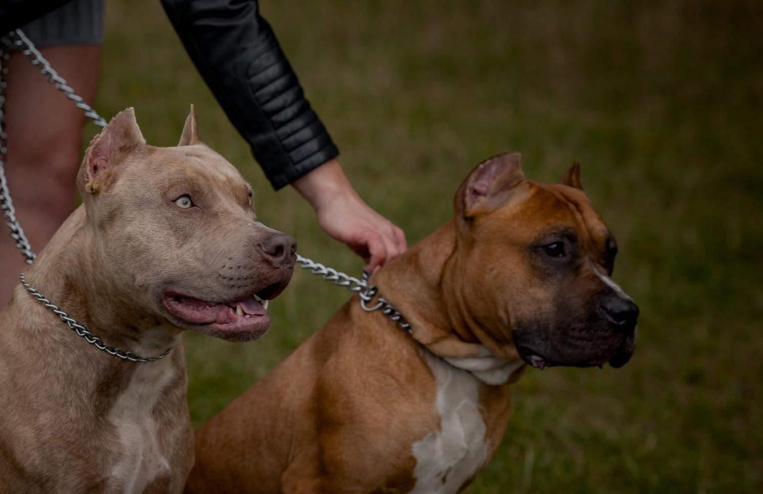 Two American Staffordshire terriers on choke-chain leashes after a dog bite.