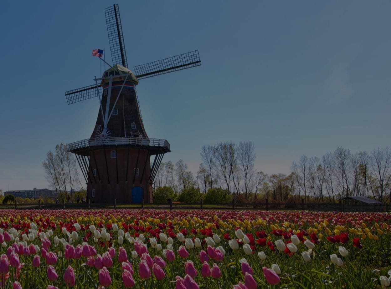 Holland Michigan's Zwann windmill with tulip fields in the foreground